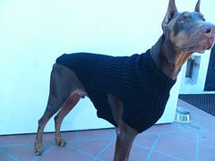 Big dog's sweater