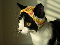 A Hat for A Cat
